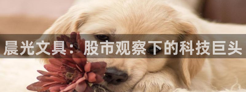 卧龙娱乐app彩票中奖：晨光文具：股市观